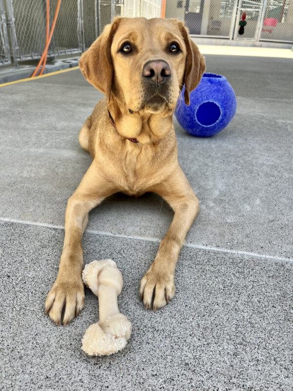 Couscous is playing in community run. She is laying down with a nylabone in front of her. A blue jolly ball is seen behind her.