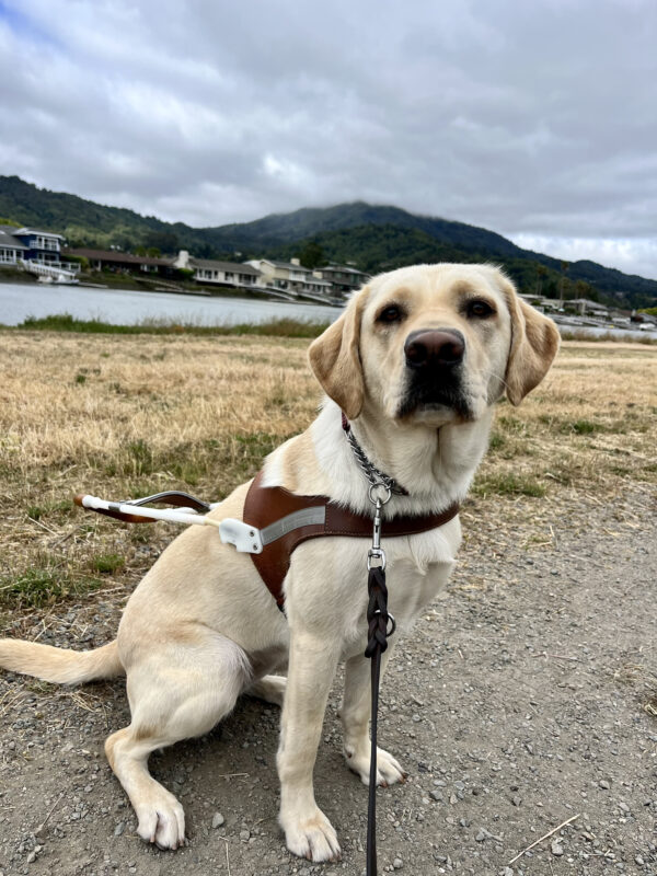 Plume is sitting in harness near a dirt trail. Behind her is a canal full of blue water and green trees.