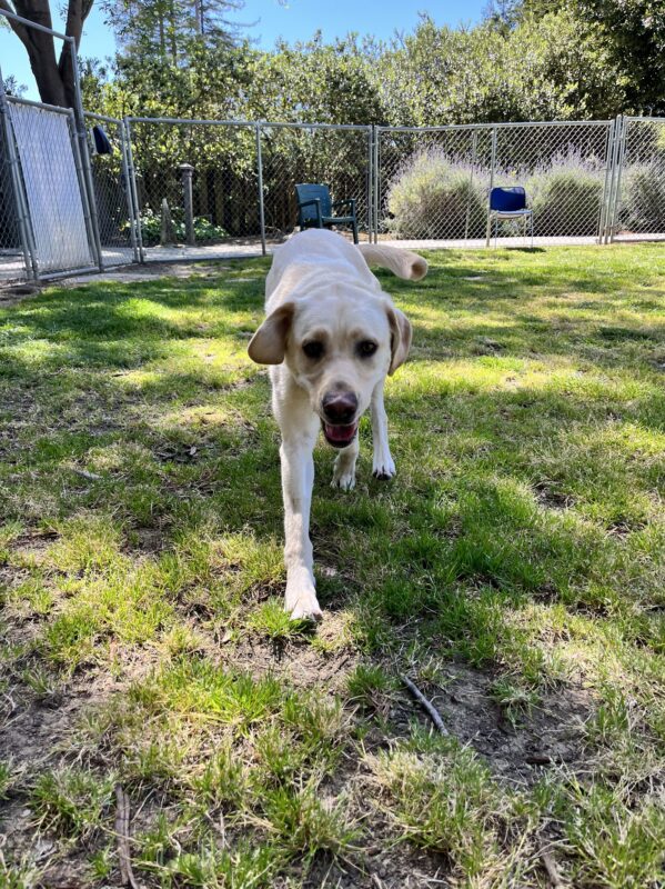 Plume is running in the grass paddock. Her mouth is open and her tail is wagging as she comes toward the camera.