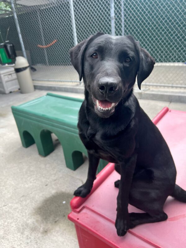 Garden is sitting on a red play structure. It looks as though she is smiling as she is looking into the camera.