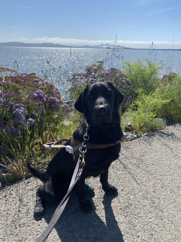 Fiddle sits in harness on a paved trail wearing all four boots. Behind him is the SF bay with bushes of purple flowers in the foreground and the San Rafael bridge in the distance.