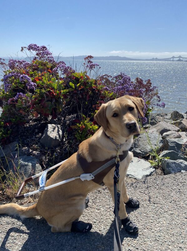 Maggie sits in harness wearing all four boots and looking at the camera. Behind her is the SF bay with bushes of purple flowers in bloom in the foreground and the San Rafael bridge in the distance.