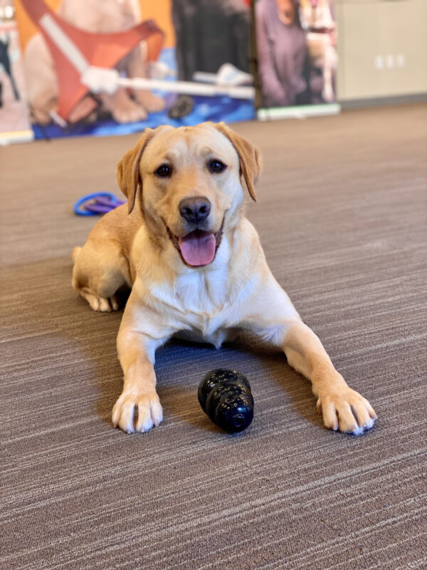 Maggie is lying on the carpet in a large room with a black Kong toy between her front paws. Her mouth is open and she is looking at the camera.