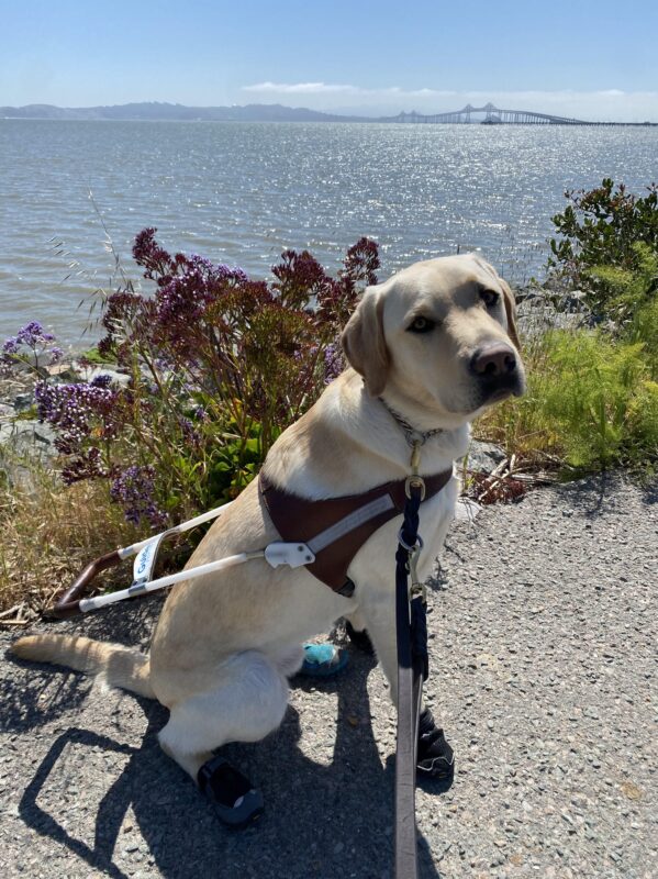 Horton sits in harness on a paved trail wearing all four boots. He is looking at the camera with a calm expression. The SF bay is in the background with the San Rafael bridge in the distance.