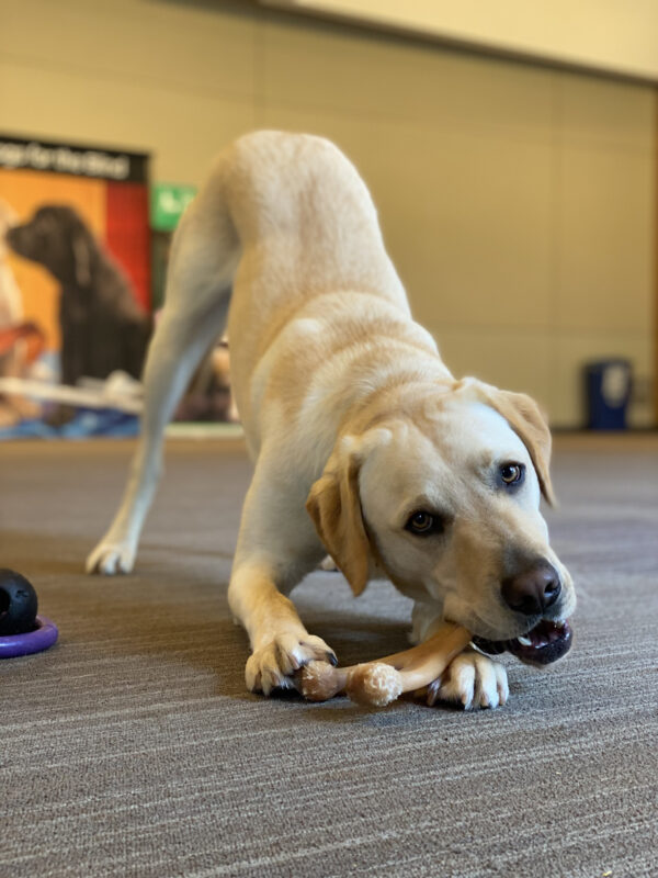 Horton is in a large room in a play-bow position looking at the camera, while chewing a bone. He is in focus in the center of the photo while the background is blurred.