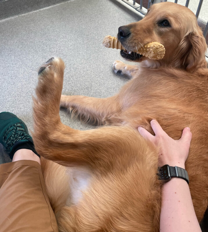 Ari lays in my lap in his kennel run. He's holding a Nylabone in his mouth and has his back leg lifted high soliciting tummy rubs