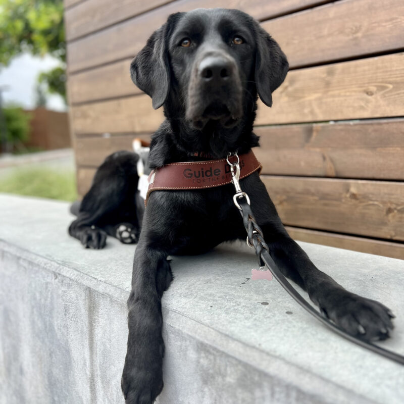 Glitz lays in harness looking at the camera. Behind her is a wooden plank background.