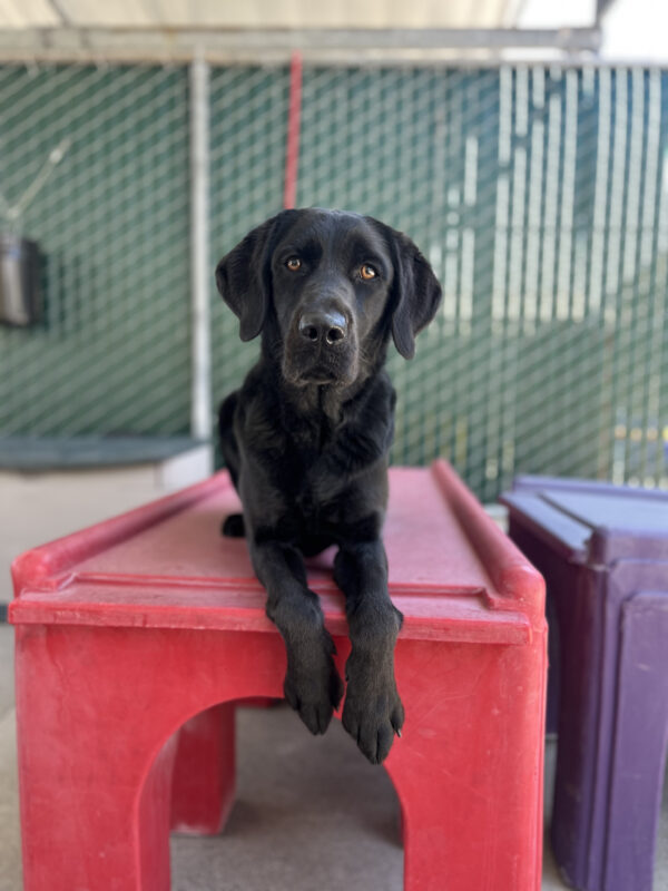 Glitz lays on a play structure during community run. Her front legs are hanging over the edge.