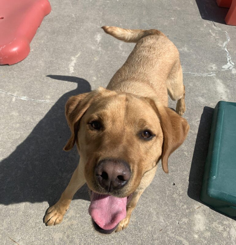Chorizo is standing in a cement community dog run area with his tongue out in a big smile and his tail mid wag. Bright plastic bone-shaped dog beds are in view.
