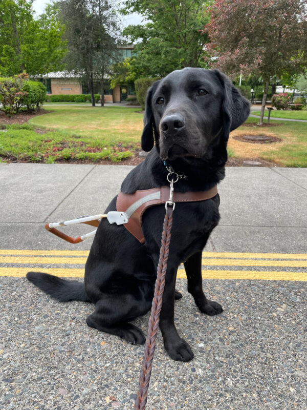 Houston is sitting at the top of some concrete stairs on the Oregon campus. He is wearing a guide dog harness and looking off to the left of the camera. In the background is grass, various shrubs and trees, and the Oregon Administration builidng.