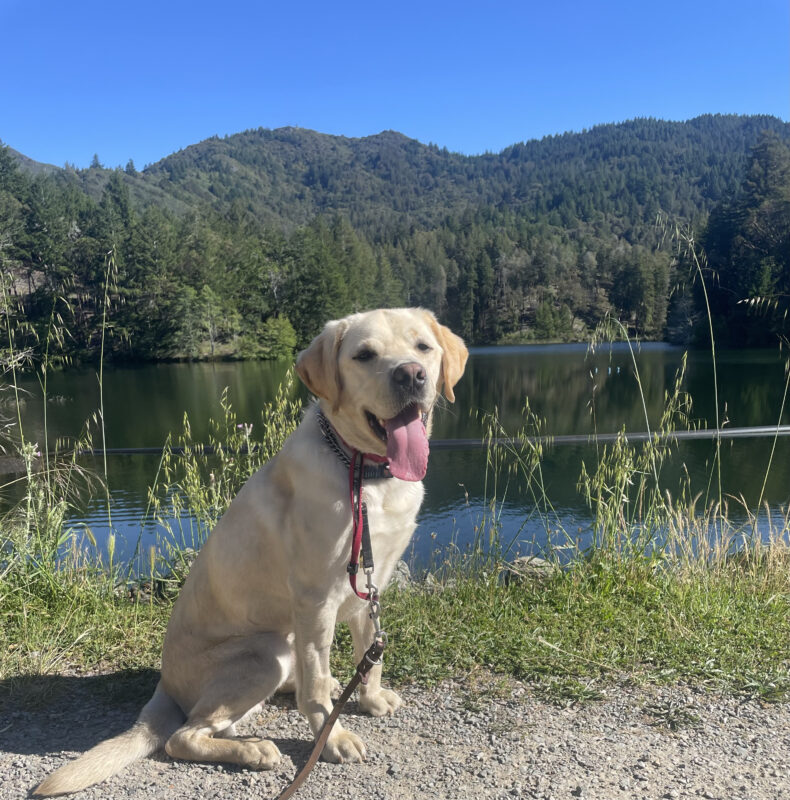 Yellow Labrador Ambler sits in front of Bon Tempe Lake. His mouth is open and his tongue is sticking out, his gentle leader briefly removed for the photo. Behind him is water and a hillside covered in trees.