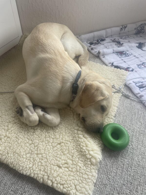 Yellow Labrador Ambler takes a snooze on a fleece mat. His beloved green gonut toy is directly in front of his nose.