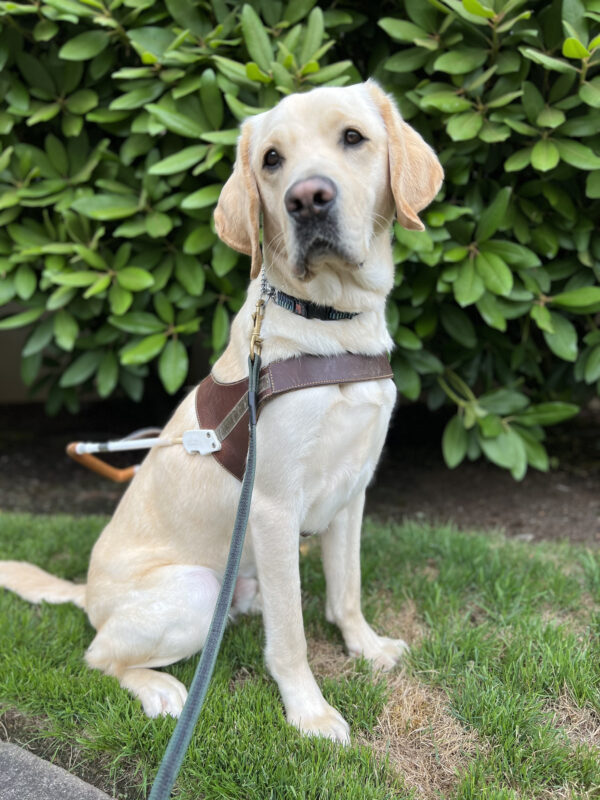 Danish sits in front of a large green bush. He is wearing a guide dog harness and has his head slightly tilted to the left.