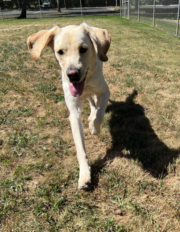 Danish runs towards the camera on a grassy field with his ears flapping.