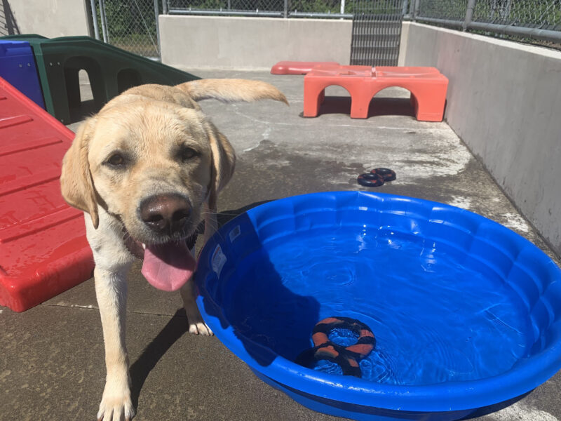 Mario smiles with his tongue out next to a blue pool with toys inside.