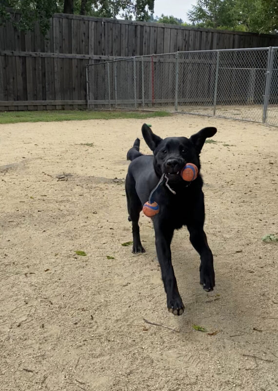A black lab running around a play yard with a toy in his mouth. His ears are flopping around from running. He has an excellent recall and was running full speed back to the handler when he was called.