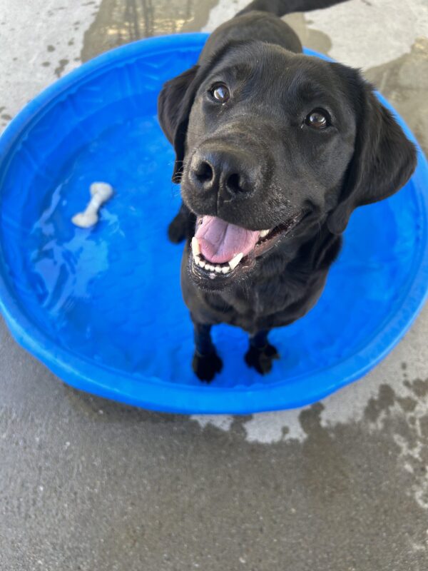 Heirloom is smiling directly up at the camera while she stands in some water in a blue kiddie pool in community run.