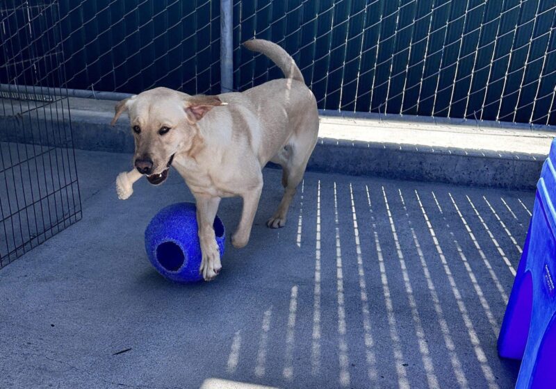 Madden carrying a bone, walking towards camera next to a jolly ball.