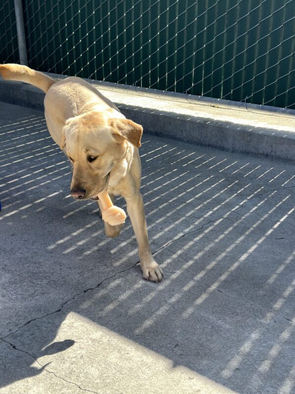 Madden carrying a bone, running towards camera while looking to the left.