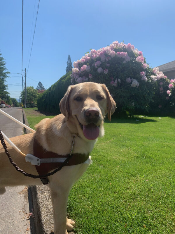 Flint stands with his front feet up on a curb during a swidewalkless guidework route. He is wearing a guide dog harness and looking toward the camera. In the background is grass and a flowering bush