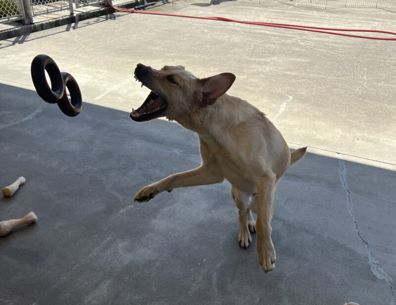 Flint playing in the community run area on the Oregon campus. He is jumping up with his mouth open and ears flying in an attempt to grab an airborn rubber tug toy