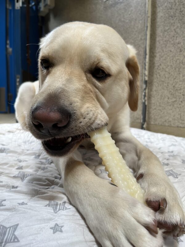 A close-up shot of Casey enjoying a chew while lying on a white quilt with grey stars