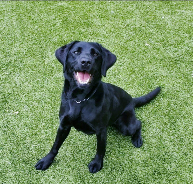 Vidalia is playing in the grassy run area on the Oregon Campus. Shes looking up in anticipation of playing with a toy (Off screen). Shes wearing a big smile.