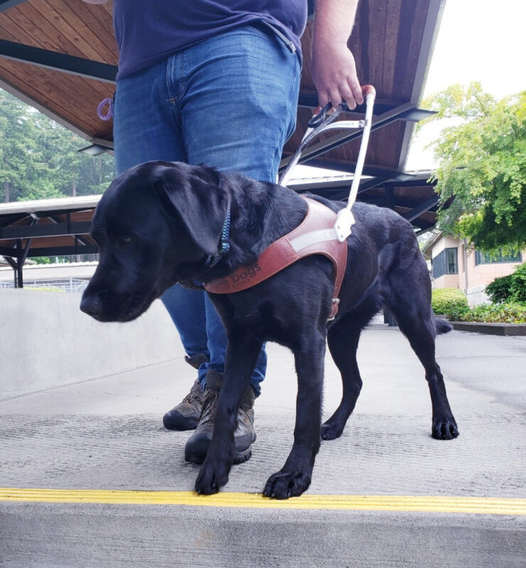 Patrice is doing guidework. She's slowing down as she anticipates the change of elevation from a set of upcoming stairs.
