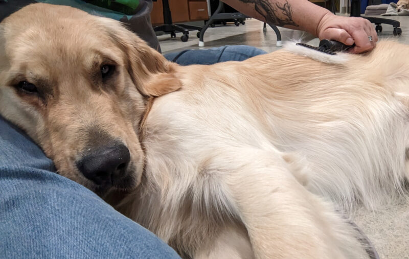 Golden Retriever Pegasus is laying on a person's lap while being groomed.