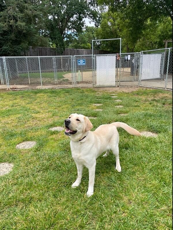 Eleanor stands staring up at her handler. Eleanor is loose in a fenced in grass play area on the San Rafael Campus