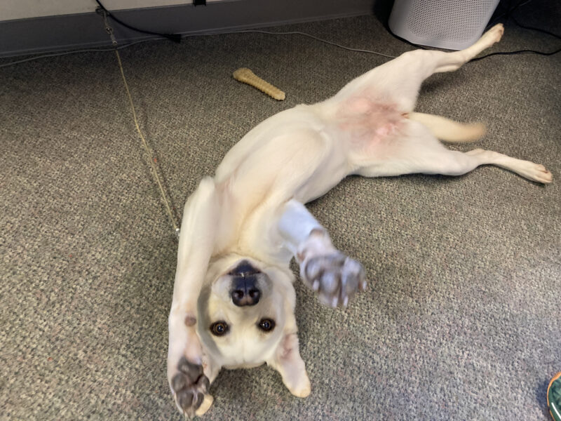 Keeper is laying on her back, belly up, with her front paws in the air toward the camera.