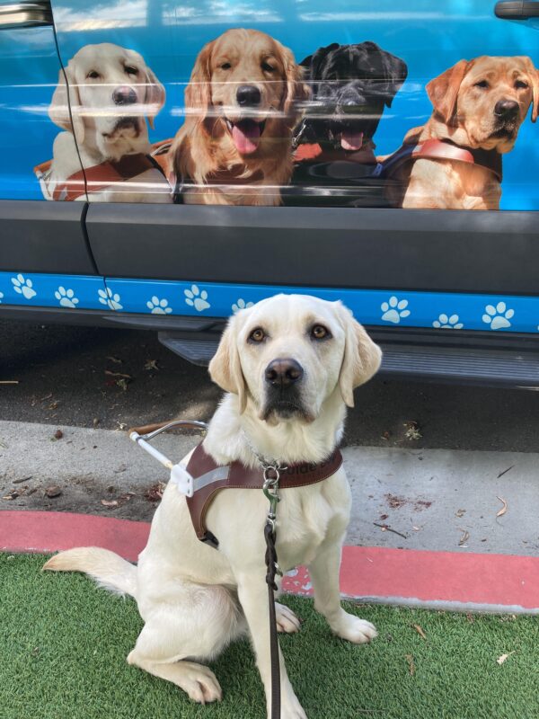 Keeper is sitting in harness in front of a training van. The van is wrapped with a blue background and the faces of 4 representative guide dogs.