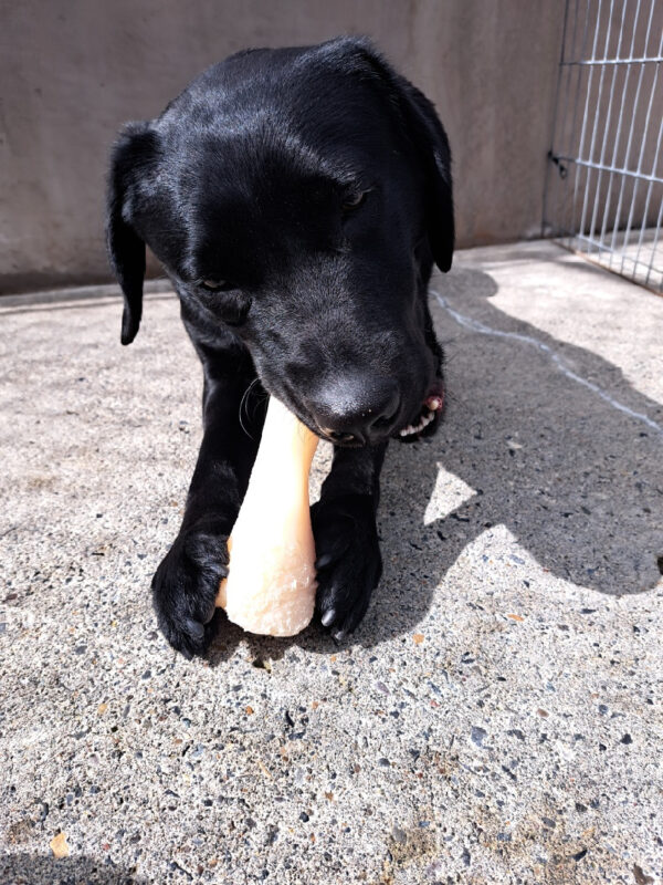 Waverly lays on the ground chewing a bone. The bone is resting between her front feet.