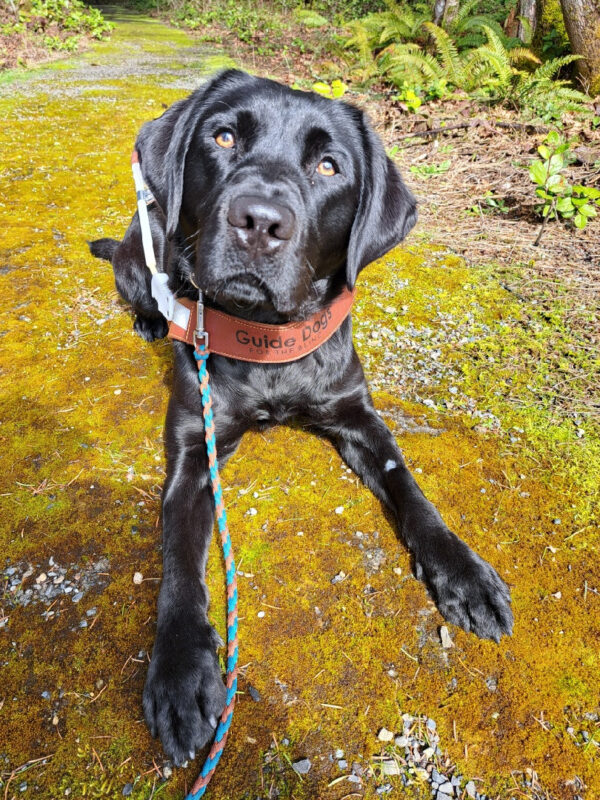 Waverly lays on the ground in harness looking at the camera. She is laying on mossy ground.