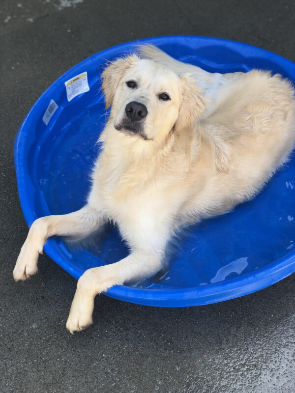 Kudo reclines in a blue kiddie pool, relaxing in shallow water looking directly into the camera with his front paws hanging over the side.