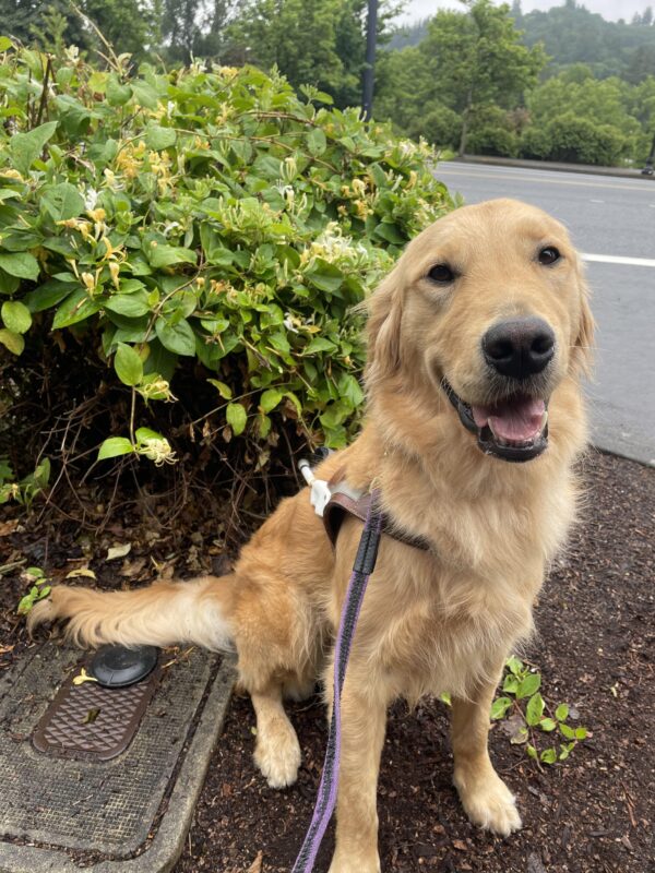 Ari sits in harness smiling in a garden bed in front of a blooming honeysuckle bush.