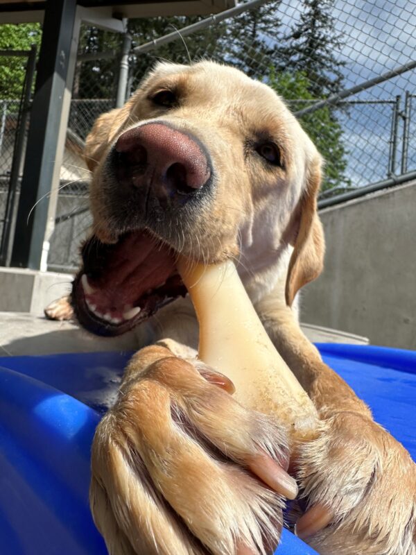 Avatar lays on a blue play equipment in community run. He is chewing on a big nylabone. The photo is taken at a lower angle and makes him appear like a giant dog chewing on his bone.