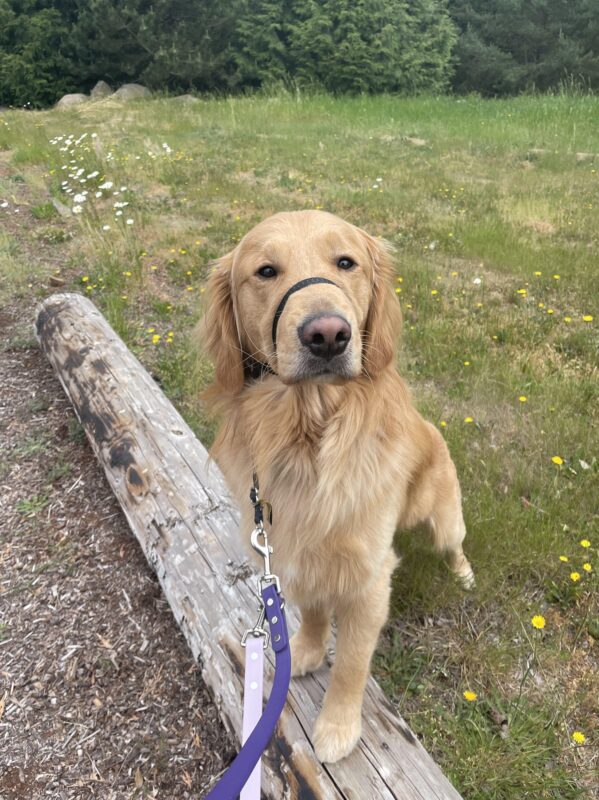 Yellow Golden Retriever, Balousky, stands on a log and looks into the camera. Behind his is a field of greenery and yellow dandelions growing around him.