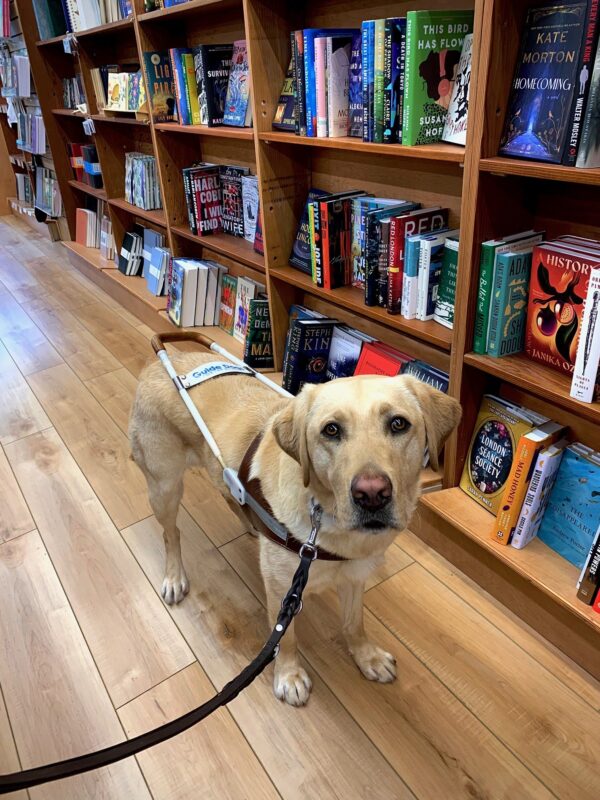 Bjorn, in harness, stands patiently in the aisle of a neighborhood bookstore.