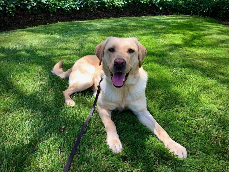 Bjorn relaxes in lush green grass with a big smile on his face.