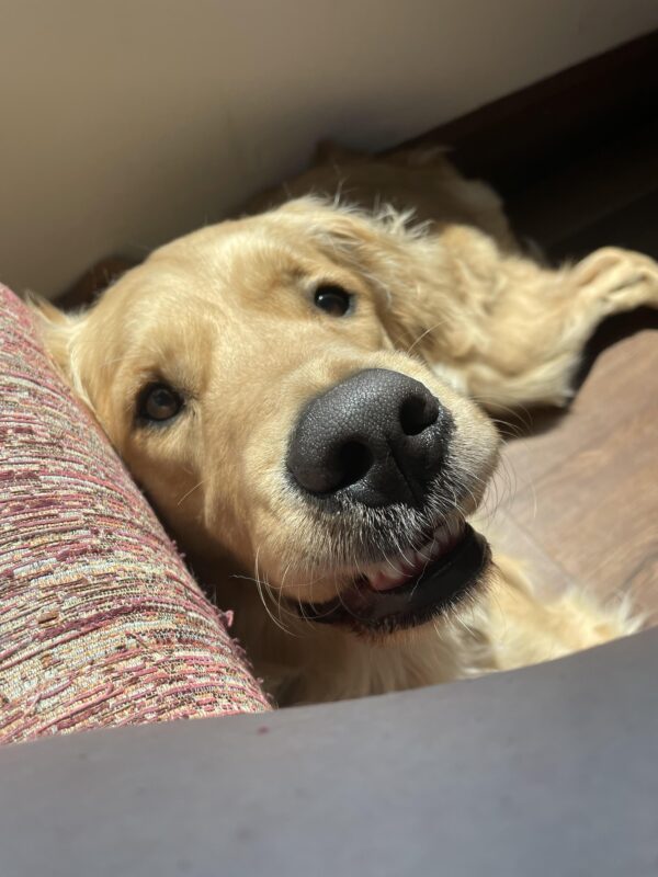 Boone lays on the ground looking up at the camera- he has a silly look on his face because his lips are stuck upward and his bottom teeth are visible.
