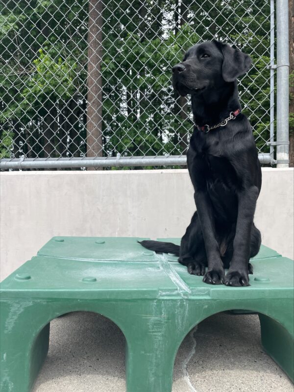 Buffy, a black labrador, sits regally on a green play structure with herhead turned slightly to the left.