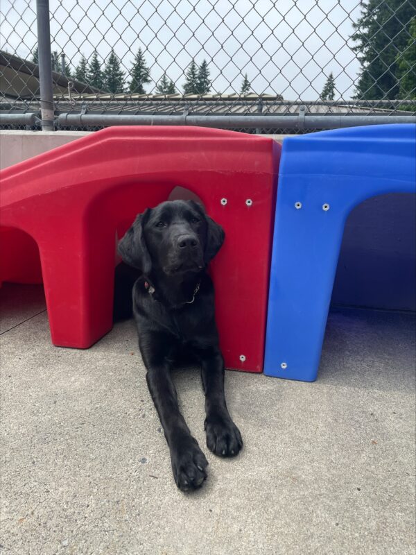 Buffy, a black labrador, lays down underneath a red play structure and looks towards the camera.