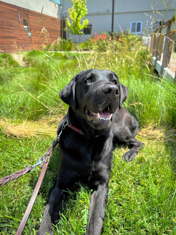 Cello lies in a grassy green area, her mouth open with a happy, relaxed expression.