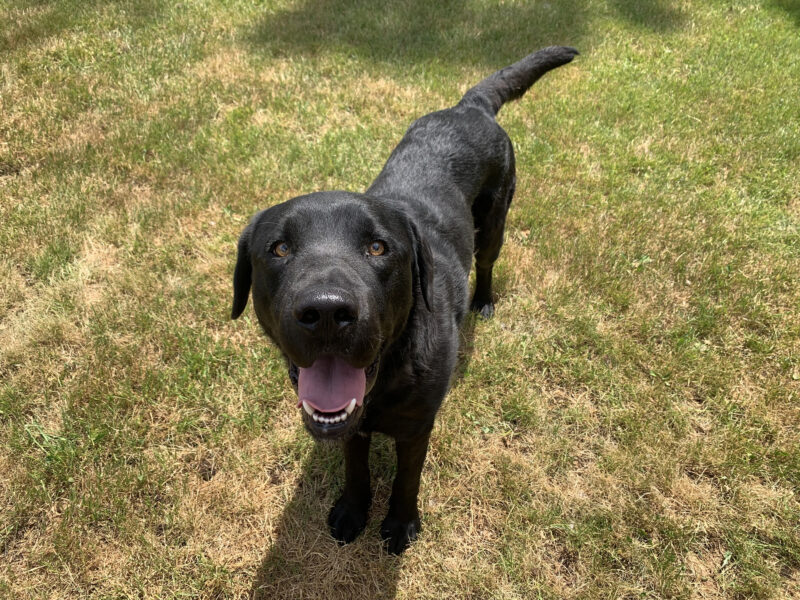 Chandler, a male black lab, smiles up at the camera while standing on a patch of grass in a free run area on campus.