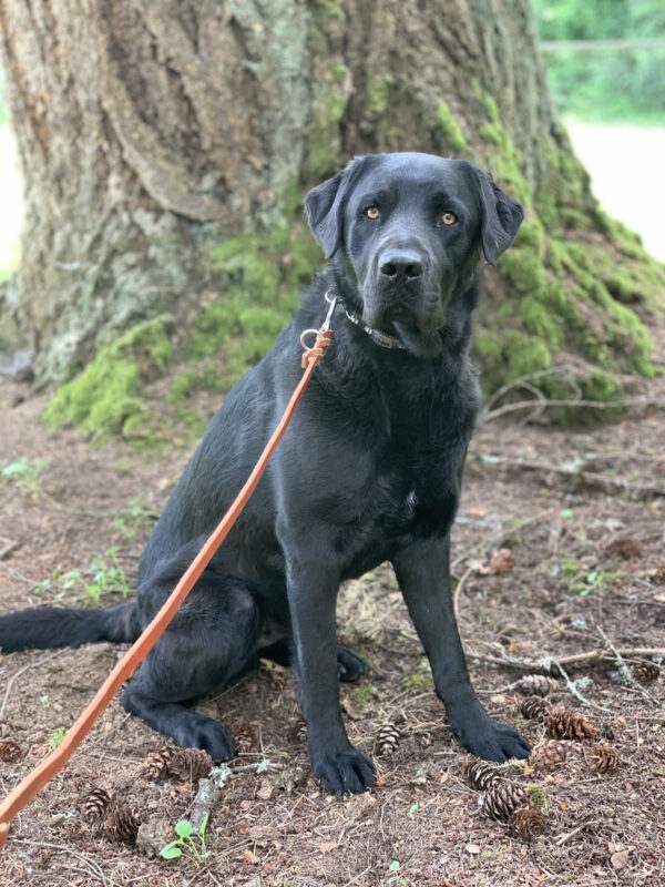 Chandler sits on leash while on a walk with a staff member. He is looking directly to the camera with a regal look. He is surrounded by pinecones and sticks with a blurred tree covered in moss is in the background.