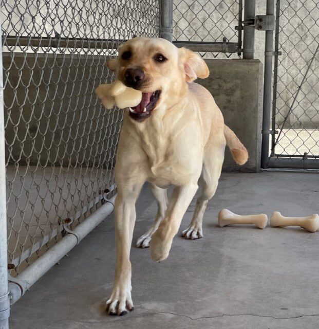 Cindy running towards the camera in community run with a bone in her mouth