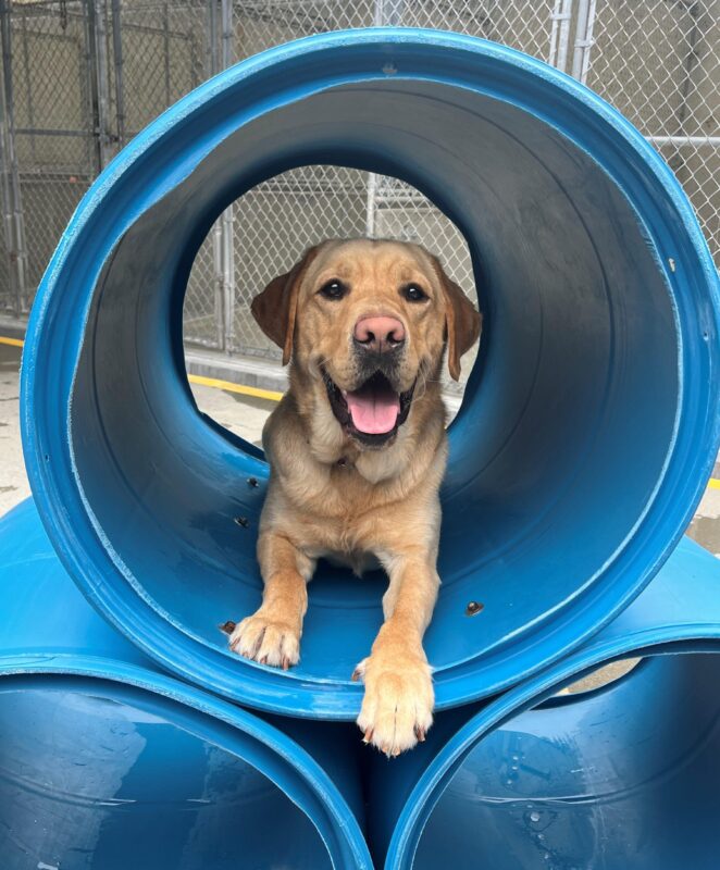 Dojo is pictured lying down in a large, blue, barrel-like play structure in the middle of our community run area located in the kennels. This is where our dogs play with, and without other dogs in training.