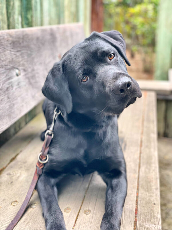 Dudley is shown sitting on a bench with his head tilted curiously to the side. Various shades of green make up the blurred background.