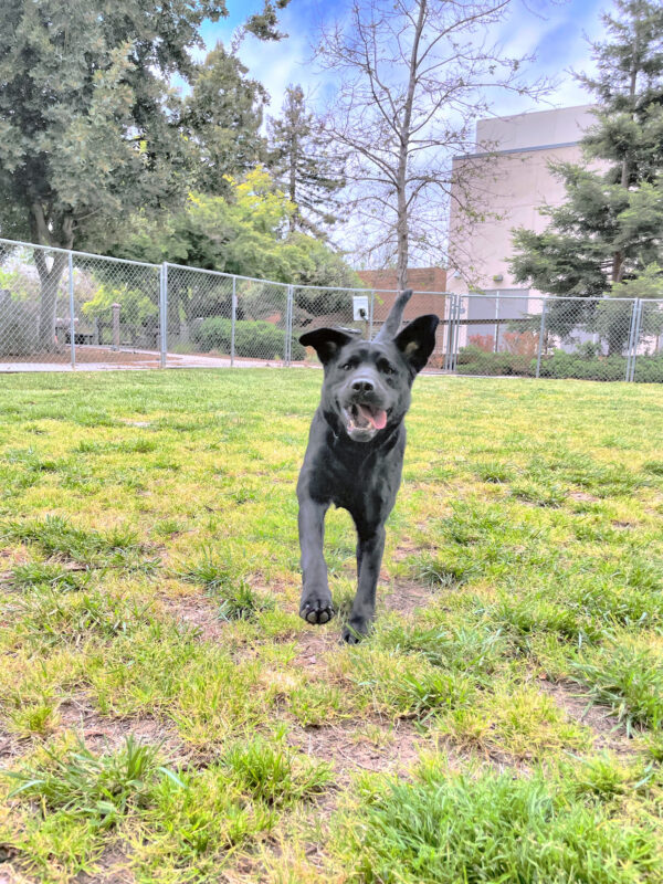 Here comes Dudley in a grassy yard galloping toward the camera with his tongue hanging out, ears up and his tail at full extension.